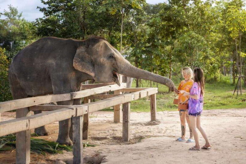 chiang-mai-ethical-elephant-feeding-shower-program