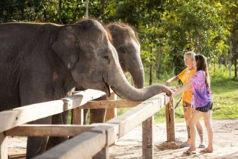 chiang-mai-ethical-elephant-feeding-shower-program