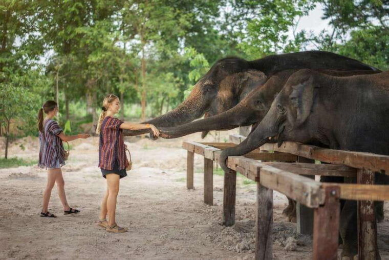chiang-mai-ethical-elephant-feeding-shower-program