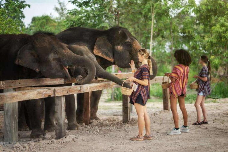 chiang-mai-ethical-elephant-feeding-shower-program