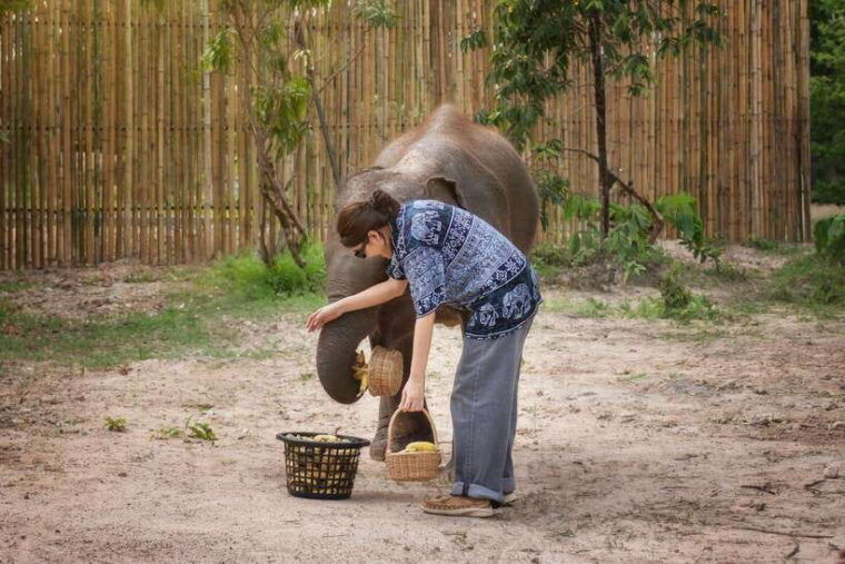 chiang-mai-ethical-elephant-feeding-shower-program