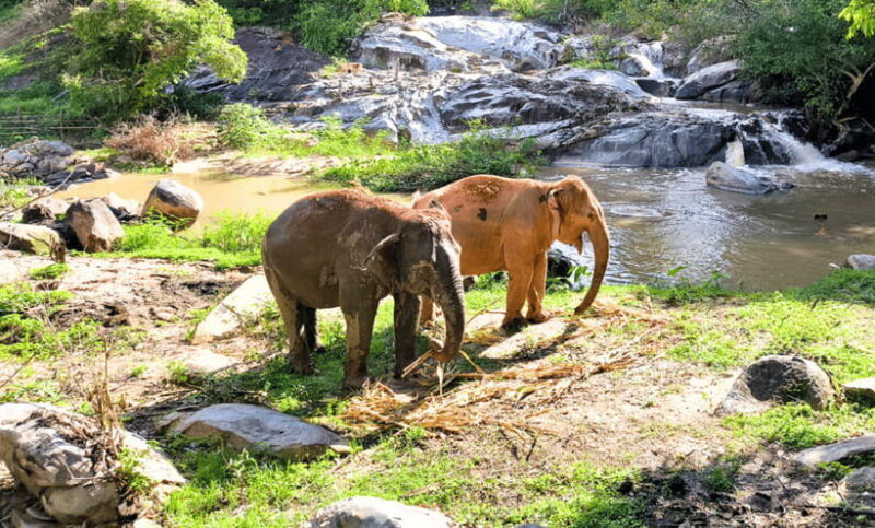 chiang-mai-ethical-half-day-elephant-sanctuary-waterfall