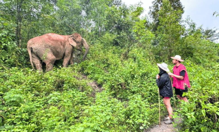chiang-mai-ethical-half-day-elephant-sanctuary-waterfall