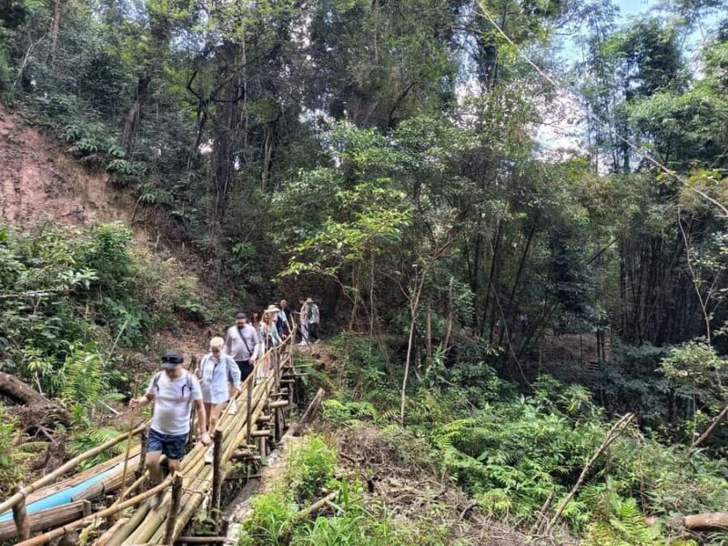 Chiang Mai: Forest Trekking & Visit Hill Tribe Village - An Overview of the Experience