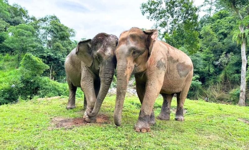 Chiang Mai: Full Day Ethical Elephant Sanctuary & Waterfall - Key Points
