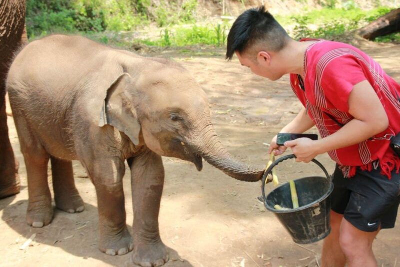 chiang-mai-full-day-kerchor-elephant-eco-park-tour-trek