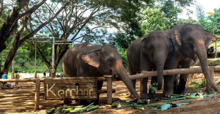 chiang-mai-full-day-kerchor-elephant-eco-park-tour-trek