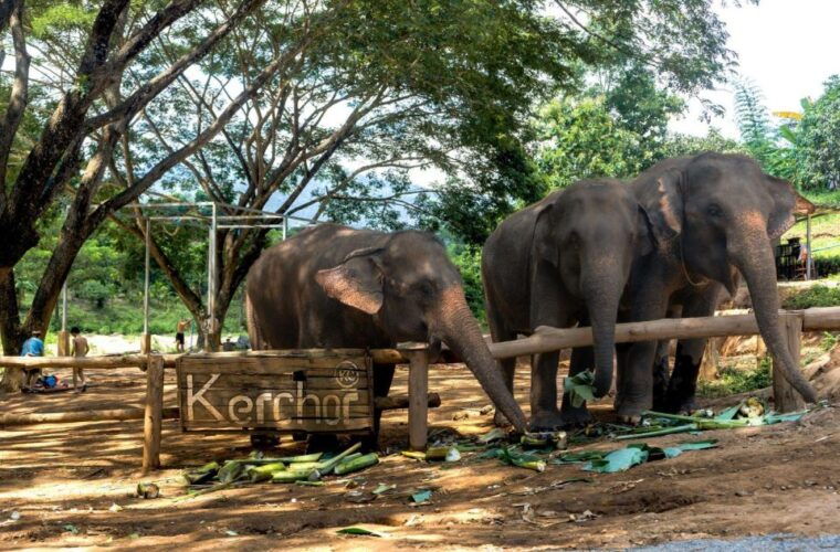 chiang-mai-full-day-kerchor-elephant-eco-park-tour-trek