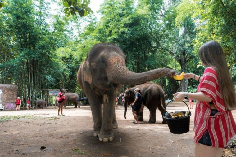 chiang-mai-full-day-kerchor-elephant-eco-park-tour-trek