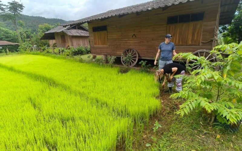 Chiang Mai: Half-Day Rice Farming Experience - Key Points