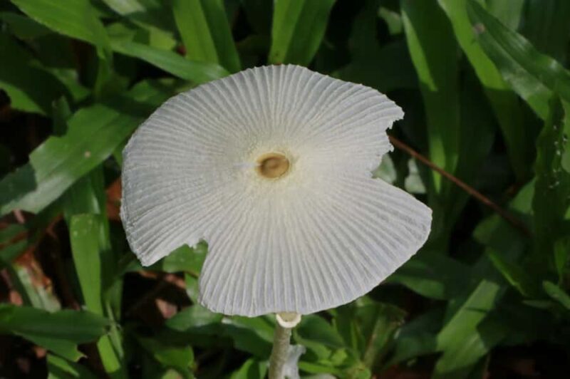 Chiang Mai: Hill Tribes Trek (Palong) with Lunch & Transfers - Chiang Mai: Hill Tribes Trek (Palong) with Lunch & Transfers – An In-Depth Review