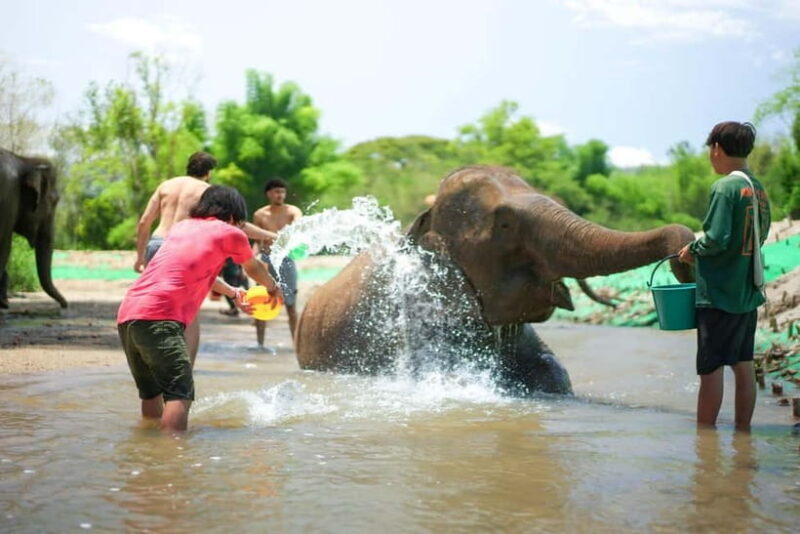Chiang Mai: Jungle Jumbo Elephant Sanctuary with Waterfall - An In-Depth Look at the Tour Experience