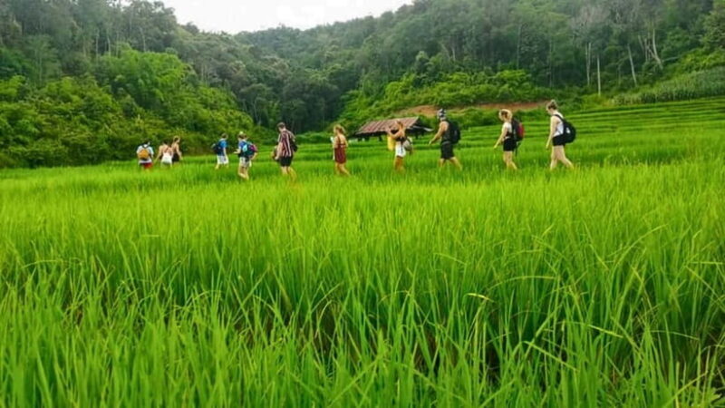 Chiang Mai: Jungle Trek, Elephants care & Bamboo Rafting - Scenic Drives and Landscape Highlights