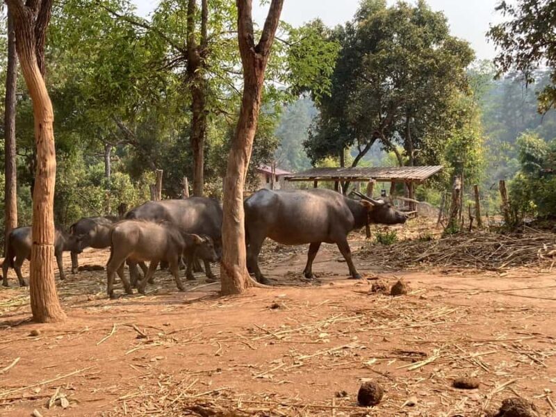 Chiang Mai: Karen Culture, Coffee & Nature Experience - Who Should Consider This Tour?