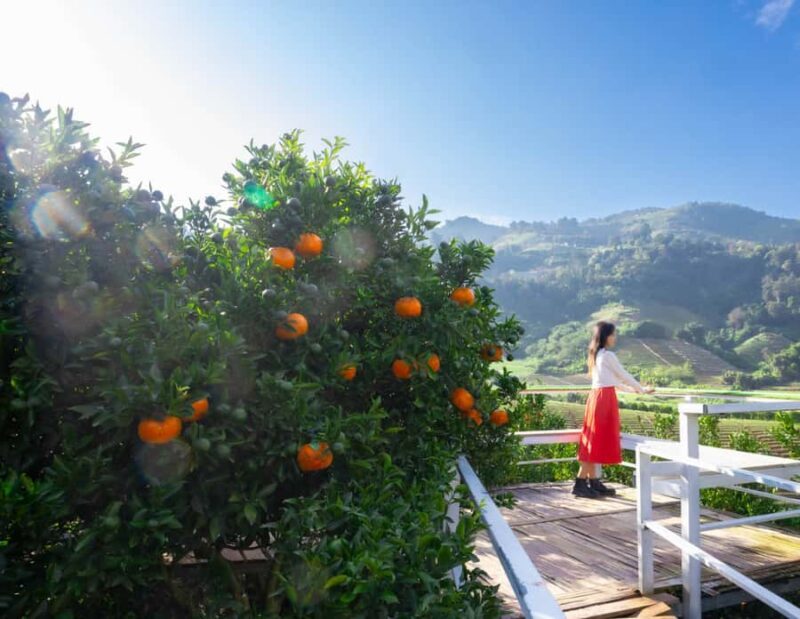 Chiang Mai: Mon Jam Flower Hills, Alpaca Cafe & Dantewada - Key Points