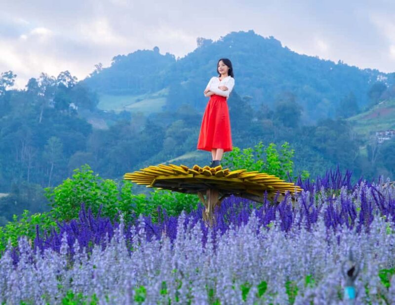 Chiang Mai: Mon Jam Flower Hills, Alpaca Cafe & Dantewada - The Tour Experience: A Deep Dive