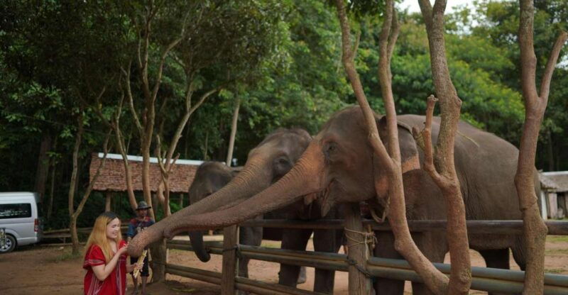 chiang-mai-national-elephant-care-rafting-ziplines-trip