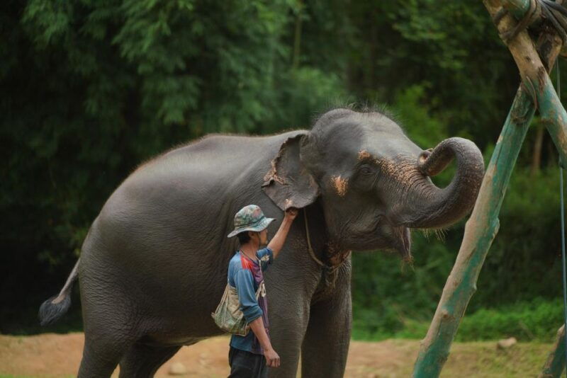 chiang-mai-national-elephant-care-rafting-ziplines-trip
