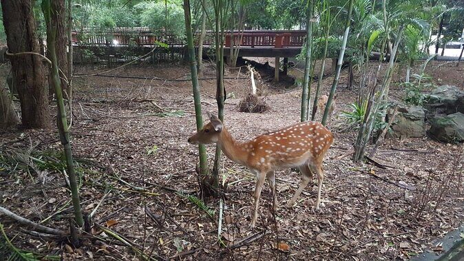 Chiang Mai Night Safari Tour including Transfer (Minimum 2 pax) - Key Points