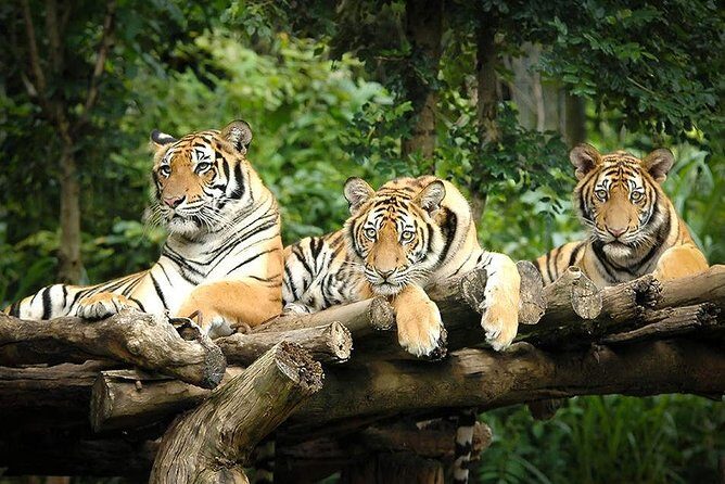 Chiang Mai Night Safari Tour including Transfer (Minimum 2 pax) - Exploring the Chiang Mai Night Safari: What to Expect