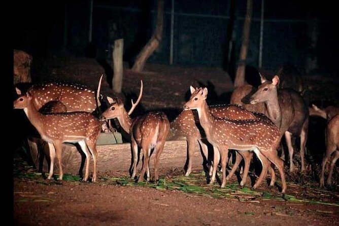 Chiang Mai Night Safari Tour including Transfer (Minimum 2 pax) - The Practical Side: Value, Logistics, and Tips