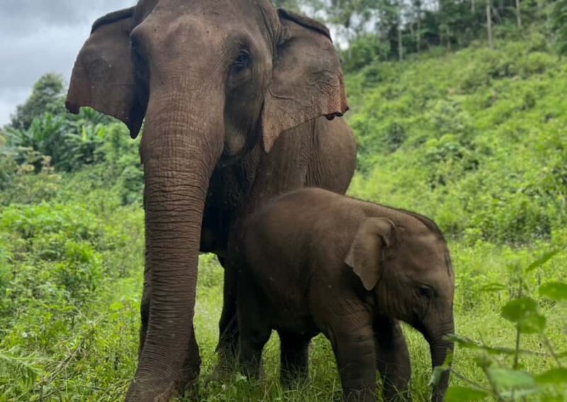 Chiang Mai: Overnight Doi Inthanon & Hands-Off Elephant Tour - Key Points