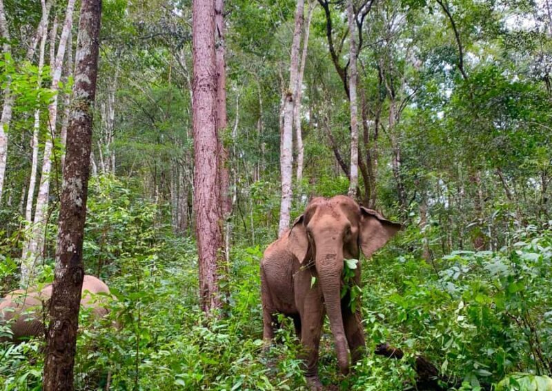 Chiang Mai: Overnight Doi Inthanon & Hands-Off Elephant Tour - Practicalities & Logistics