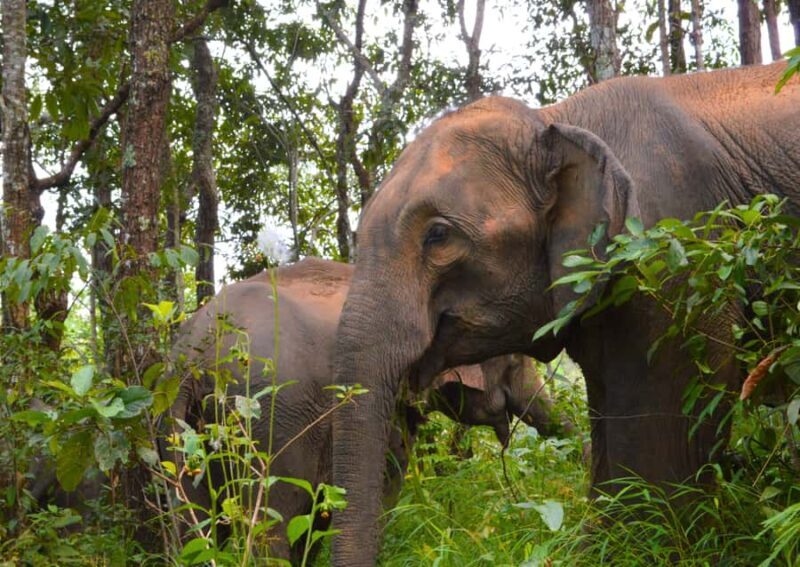 Chiang Mai: Overnight Doi Inthanon & Hands-Off Elephant Tour - FAQ