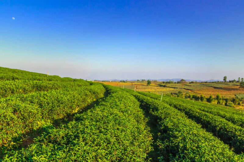 Chiang Mai: Private Chiang Rai Temples & Golden Triangle - The Sum Up