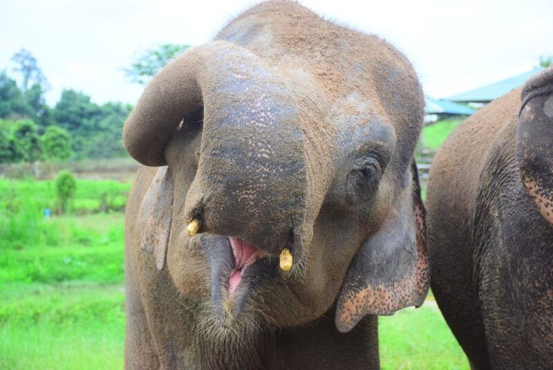 chiang-mai-private-elephant-care-experience-for-couples