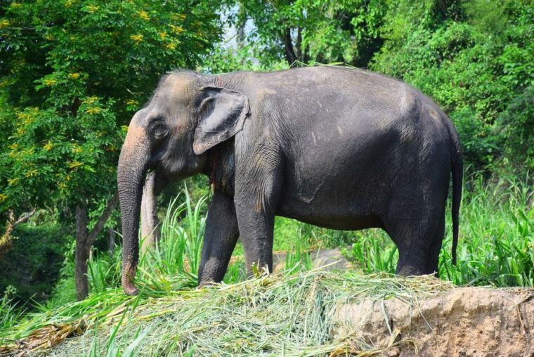 chiang-mai-private-elephant-care-experience-for-couples
