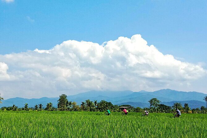 Chiang Mai Rice Fields Bike Tour Along Mae Ping River - FAQ