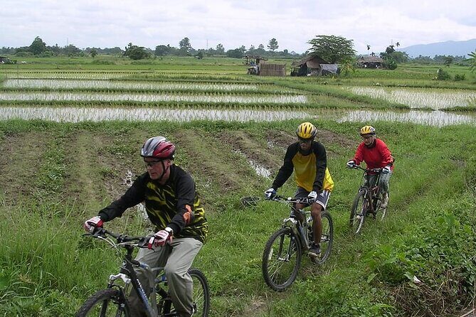 Chiang Mai Rice Fields Biking Tour - Key Points