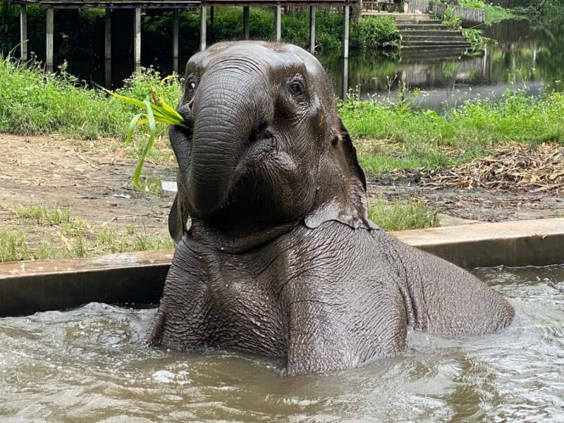 Chiang Mai: Small Group Ethical Elephant Sanctuary Tour - Key Points
