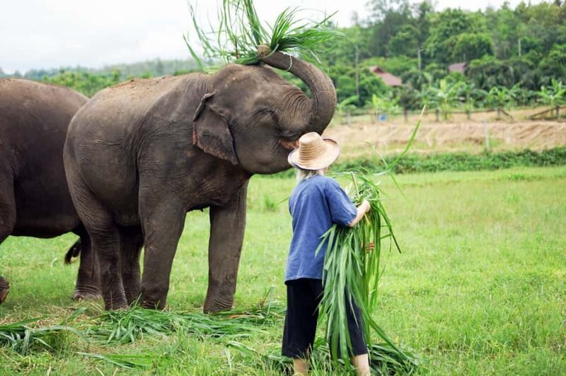 Chiang Mai: Small Group Ethical Elephant Sanctuary Tour - Transportation, Duration, and Group Size
