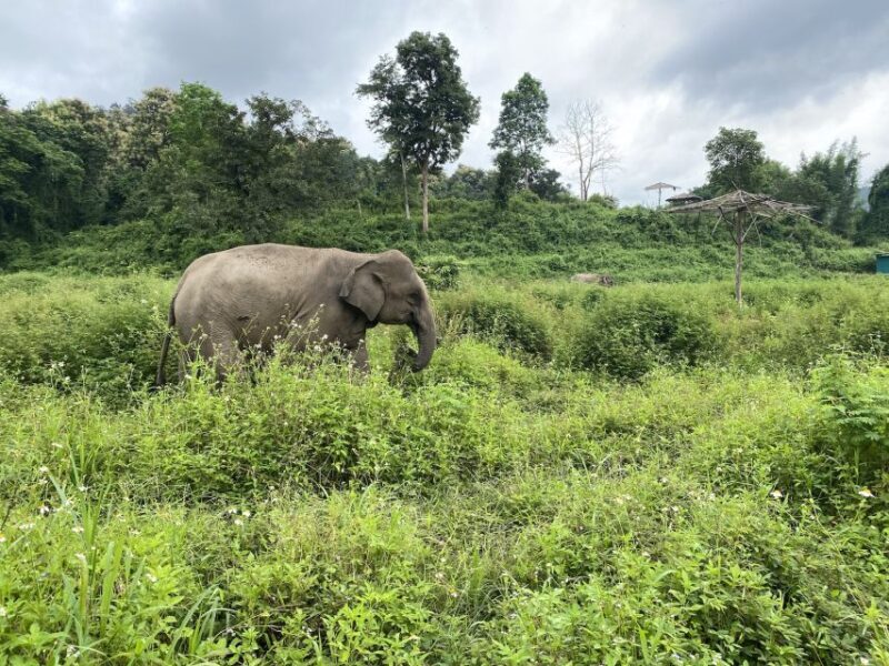 Chiang Mai: Small Group Ethical Elephant Sanctuary Tour - Why This Tour Stands Out