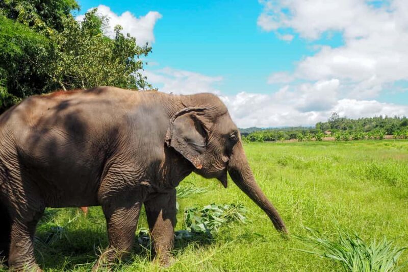 Chiang Mai: Small Group Ethical Elephant Sanctuary Tour - The Sum Up