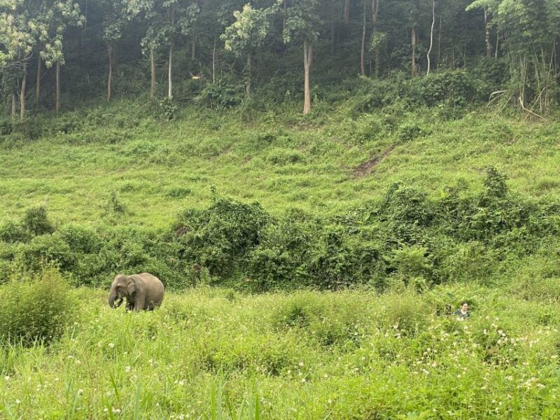 chiang-mai-small-group-ethical-elephant-sanctuary-tour