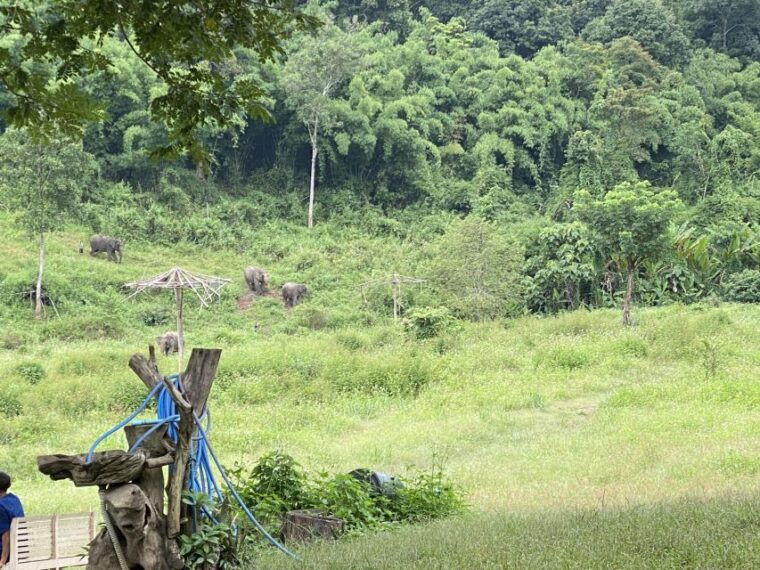 chiang-mai-small-group-ethical-elephant-sanctuary-tour