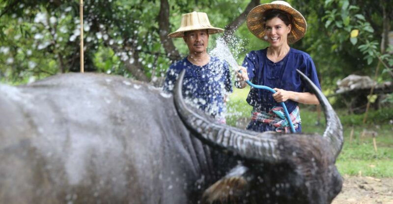 chiang-mai-thai-buffalo-and-rice-planting-experience