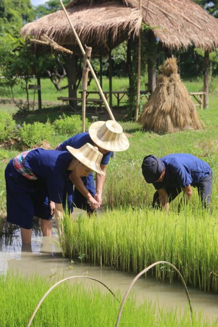 chiang-mai-thai-buffalo-and-rice-planting-experience