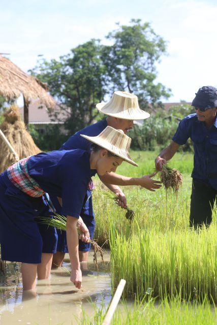 chiang-mai-thai-buffalo-and-rice-planting-experience