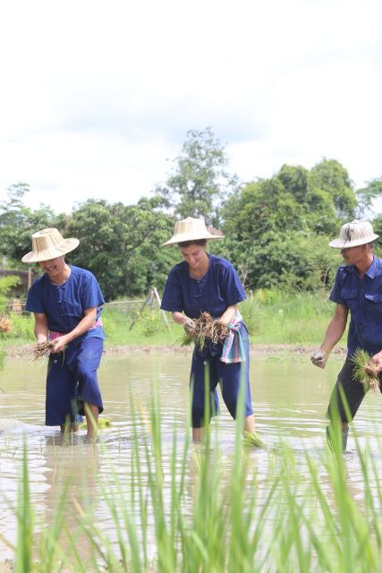 chiang-mai-thai-buffalo-and-rice-planting-experience