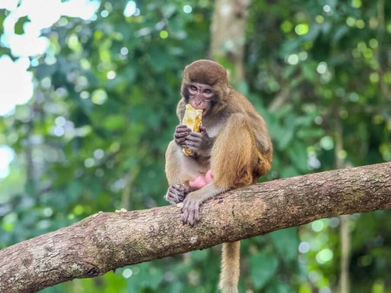Chiang Mai: The Original Sticky Waterfalls & Thai Cooking - Sacred Spring and Bua Tong Cave
