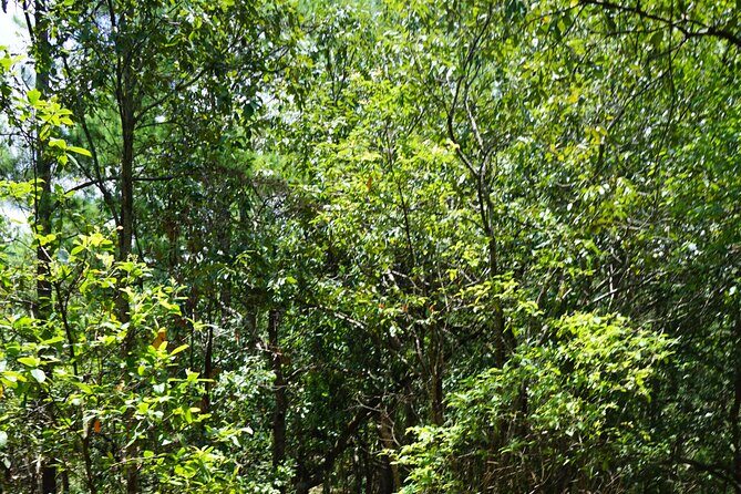 Chiang Mai Trekking Tour :Full day (no rafting) - Who Will Love This Tour?