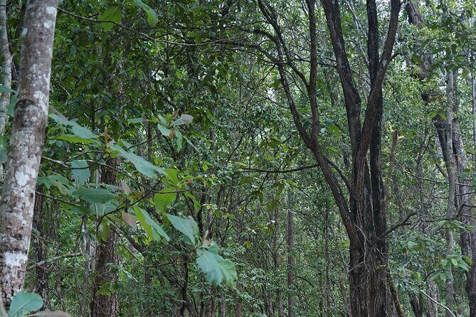 Chiang Mai Trekking Tour :Full day (no rafting) - The Sum Up