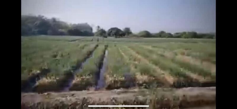 Chiang Mai: Tuk Tuk Driving Experience - Key Points