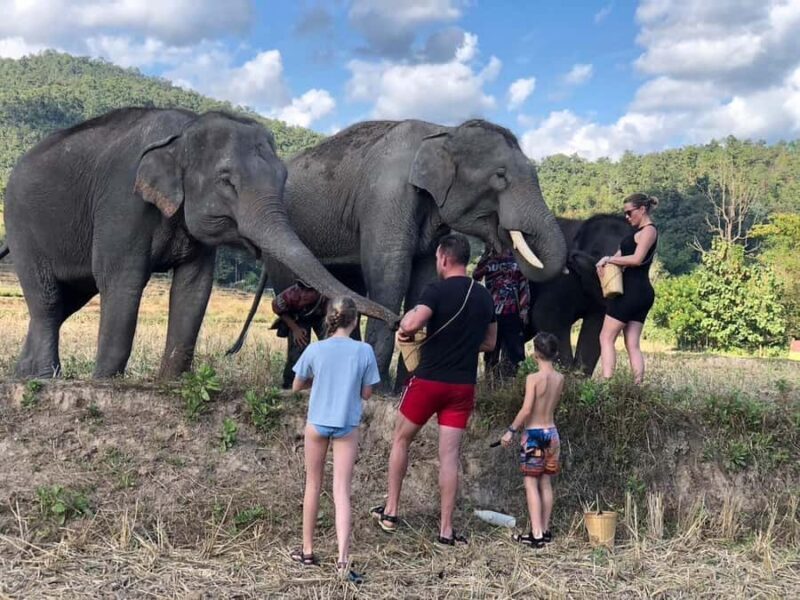 Chiang Mai: Two-day tour at the Temple of Elephants Sanctuary - Key Points