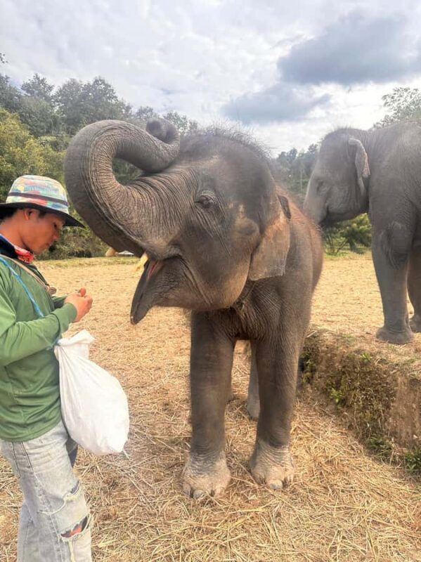 Chiang Mai: Two-day tour at the Temple of Elephants Sanctuary - What We Really Appreciate About This Tour