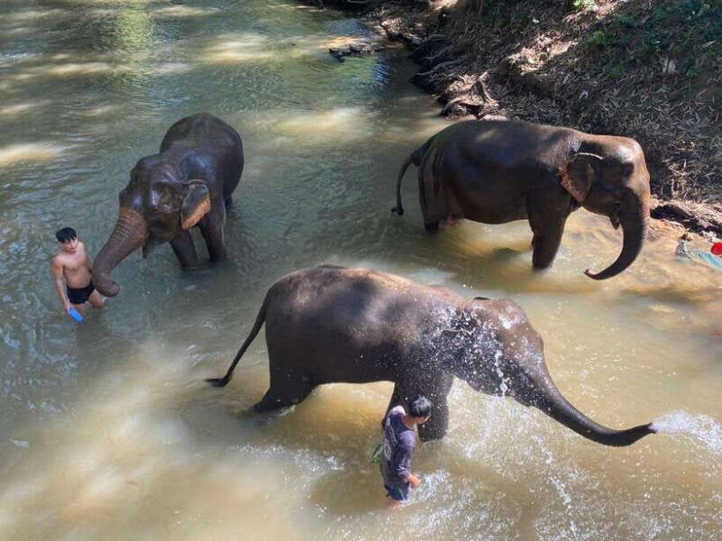 chiang-mai-untouched-elephant-nature-walk-waterfall-trek